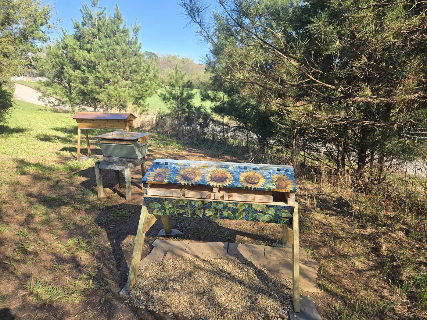 Our apiary: a sunflower-painted top bar hive, a swarm trap, and a cedar top bar hive among the pines