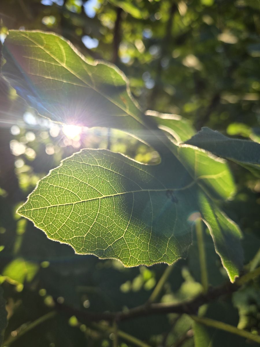 Sunlight through the leaves of a fig tree