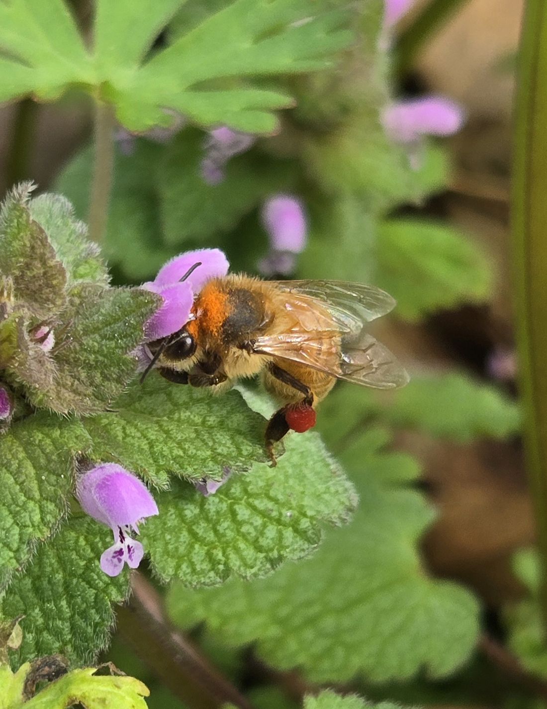 A honey bee forager on purple dead nettle with a red pollen load on her leg