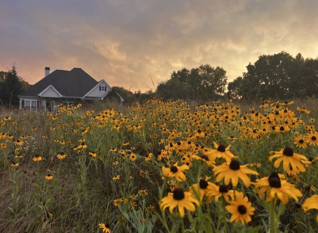 A field of black-eyed Susans at sunset on the farm