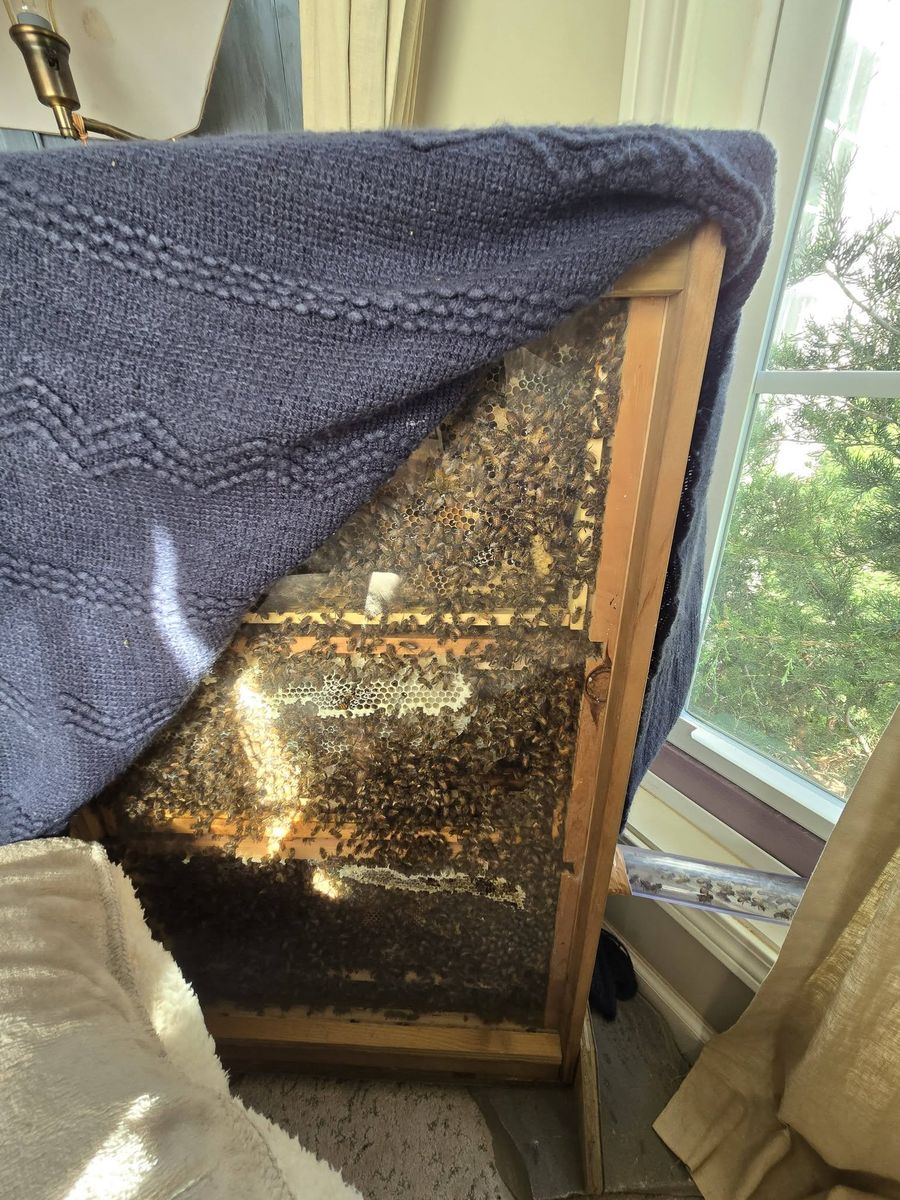 Bees building comb inside the observation hive