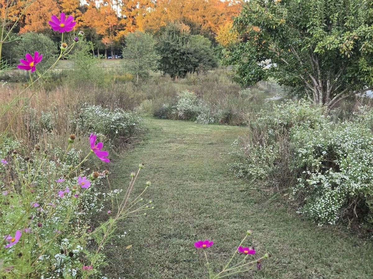 A mowed path through fall wildflowers and pink cosmos