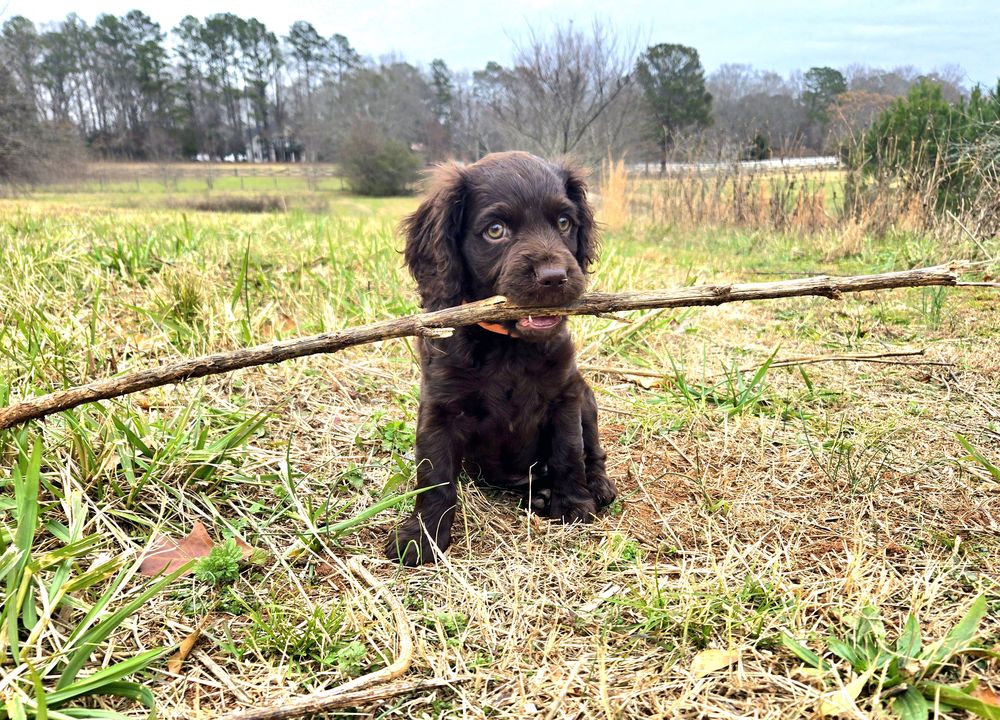 A brown puppy holding a stick in a field