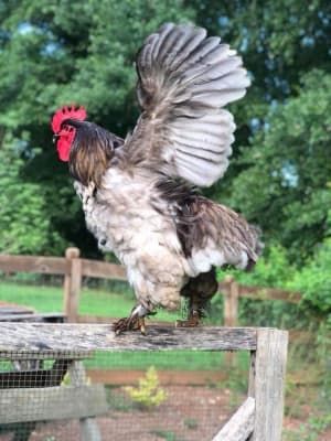 A rooster spreading its wings on a fence rail