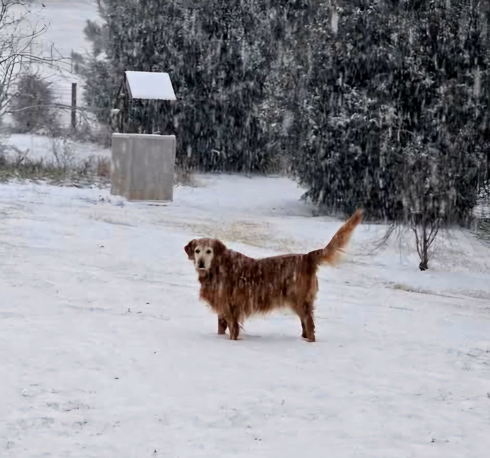 A golden dog standing in snow
