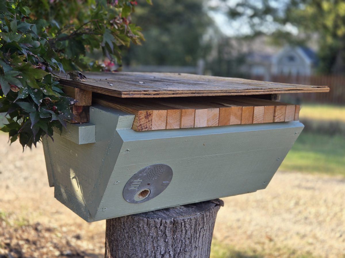 A sage-green swarm trap with wooden top bars, mounted on a tree stump