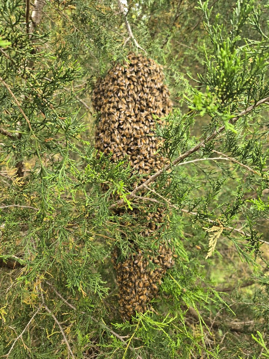A swarm of honey bees clustered on a cedar branch